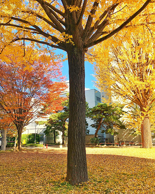 The Forecourt in Autumn